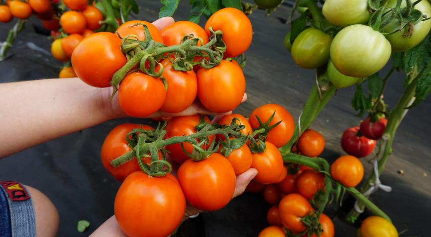 сибирские томаты, Сибирский грунтовой золотой