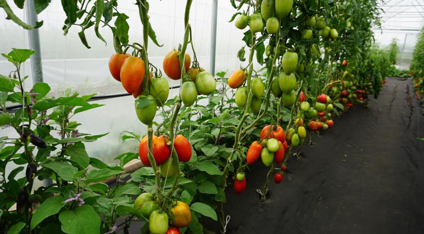 сибирские томаты, Баловень судьбы