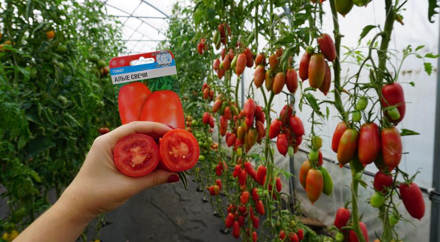 Климат не приговор: урожайные новинки и старые проверенные сорта томатов для Северо-Запада России