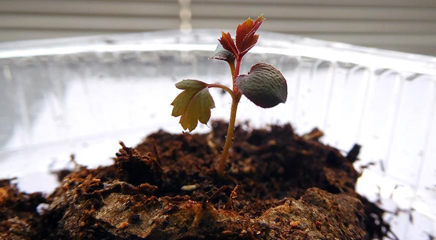Секреты выращивания роз из семян: посев в торфяные таблетки