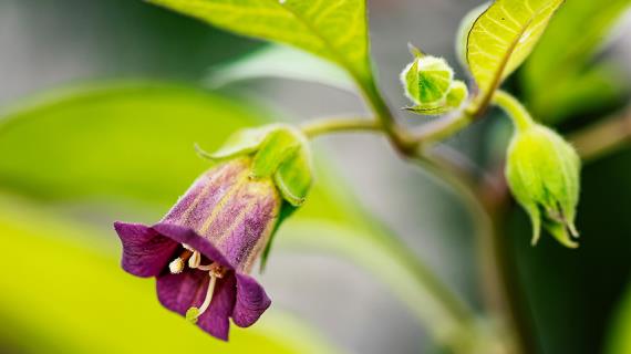 Цветочный гороскоп на 11-19 февраля: ваш цветок - красавка или белладонна