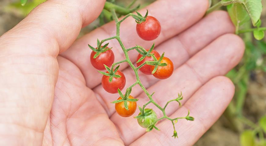 Томат Смородинка по вкусу больше напоминает одноименную ягоду, чем помидоры