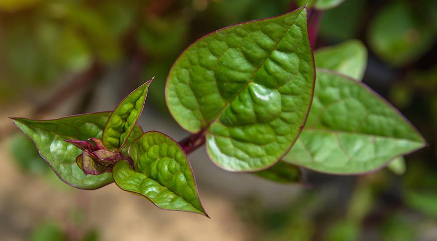 Базелла красная, или цейлонский шпинат - однолетняя лиана со вкусными листьями