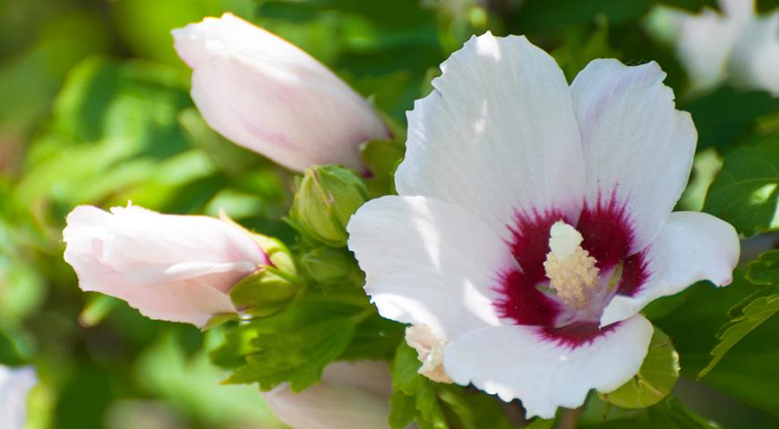 Гибискусы садовые: 4 вида, которые можно вырастить в цветнике в Подмосковье и севернее