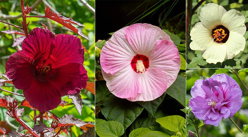 Гибискус садовый: что можно вырастить в цветнике в Подсмосковье и севернее