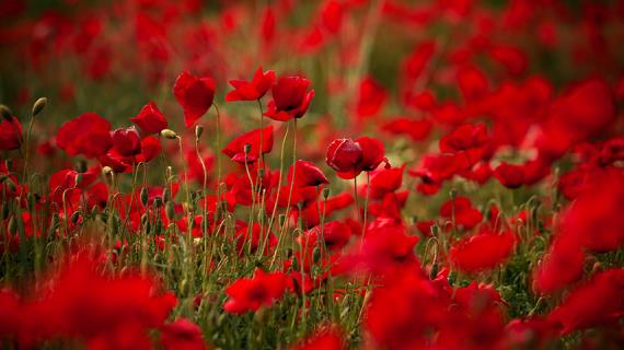 Цветочный гороскоп на 1-10 марта