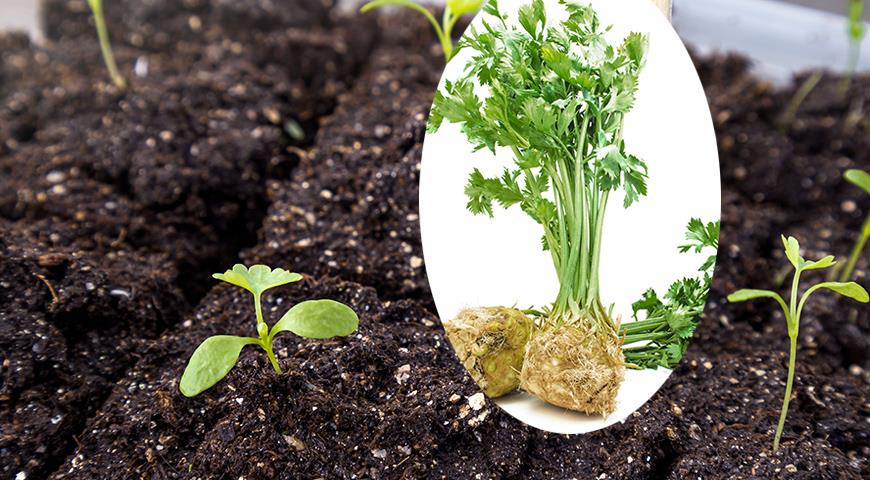 Выращивание корневого и черешкового сельдерея: от посева на рассаду до сбора урожая