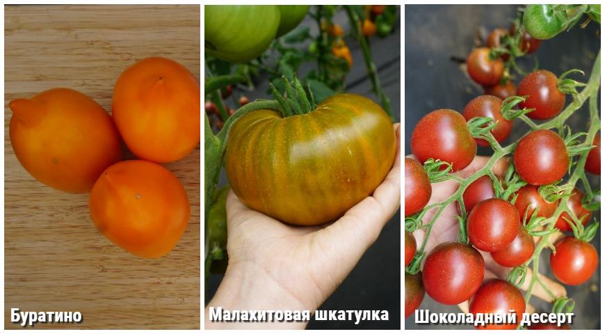сладкие томаты Сибирский сад