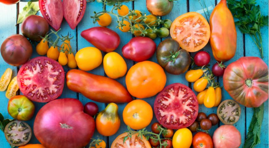 томаты, разнообразие помидоров