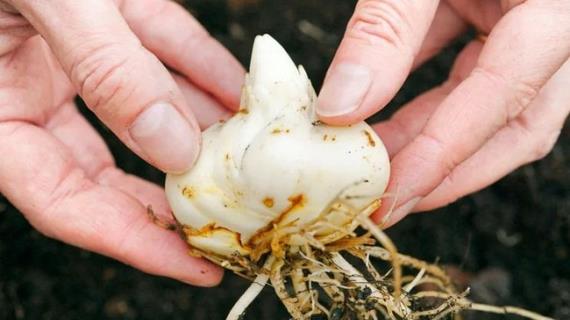 Читаю о лилиях - и удивляюсь: каким советам не стоит слепо доверять