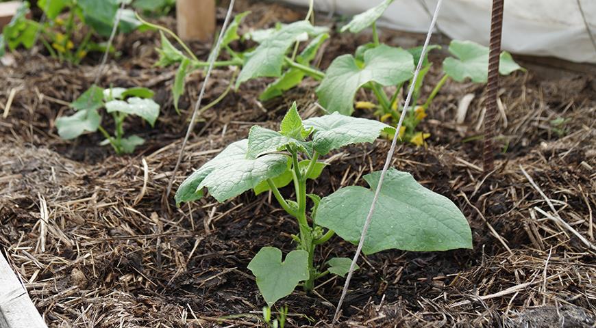 выращивание огурцов рассадой для теплицы