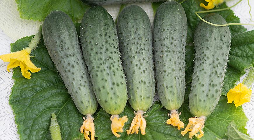 Среднеспелый гибрид (50–55 дней от всходов до плодоношения) с высокой степенью партенокарпии, предназначен для выращивания как в пленочных теплицах, так и в открытом грунте.