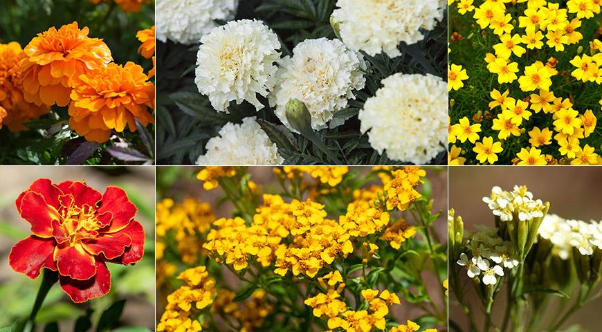 8 видов бархатцев для посадки в цветник: популярные и редкие, красивые и вкусные