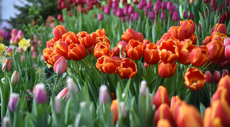 Выставка тюльпанов в Аптекарском огороде в марте 2021 года, фотоотчет тюльпаны, аптекарский огород, выставка, выгонка