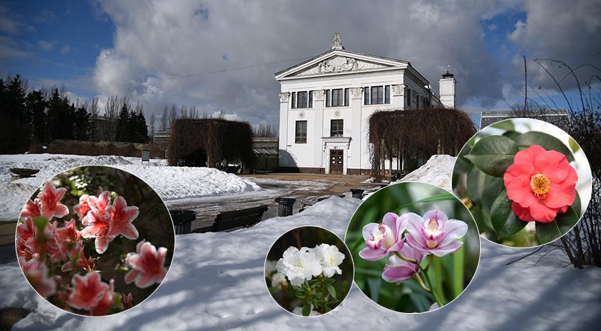 Выставка орхидей и азалий в Старой фондовой оранжерее ГБС РАН зимой 2021 года