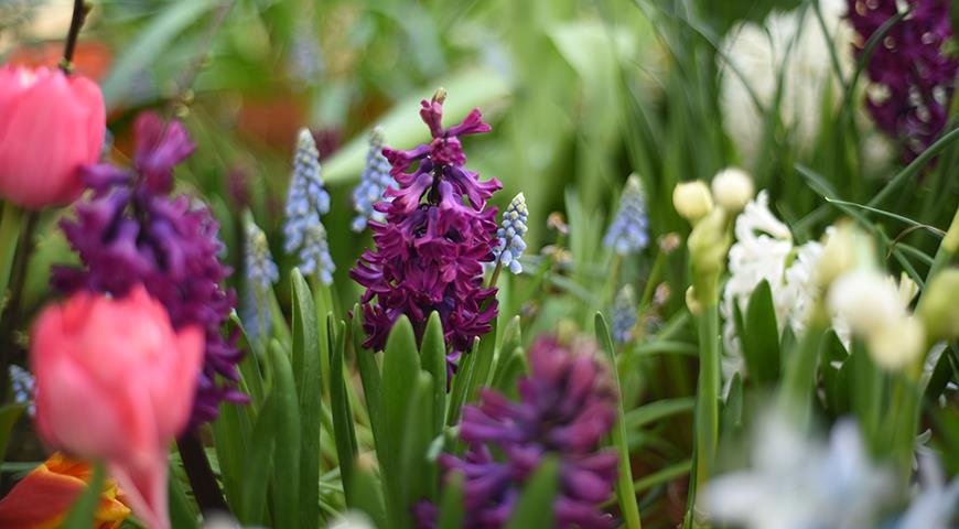 Выставка тюльпанов в Аптекарском огороде в марте 2021 года, фотоотчет тюльпаны, аптекарский огород, выставка, выгонка