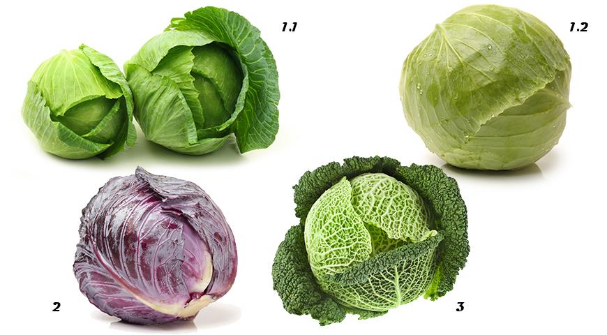 Капуста однолетнего вида, особо популярная среди садоводов. Считается диетическим продуктом и показана для здорового питания. Представляет собой множественные стеблевидные бутоны с плотными махровыми верхушками зеленоватой либо желтоватой расцветки. Цветная капуста содержит много витаминов и минералов, среди которых вы можете найти: витамин А, В1, В2, В3, В5, В6, В9, С, Е, К, клетчатку, бета-каротин, калий, магний, натрий, железо, марганец, кальций, фосфор, цинк, медь, фтор, йод, хлор.