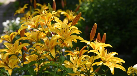 Цветочный гороскоп на 11-20 марта: ваш цветок - лилия