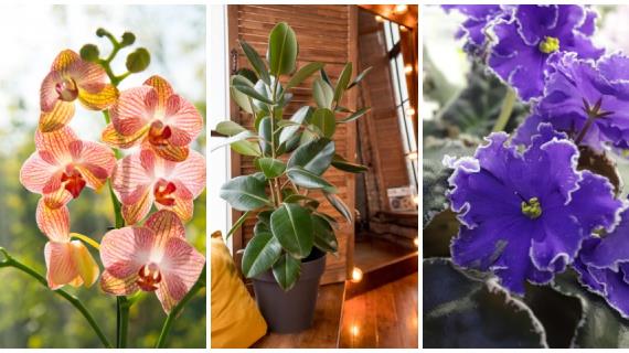 Стало известно, какие растения скупают россияне