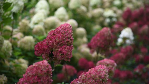 Гортензии — описание, виды, посадка гортензий и уход за ними