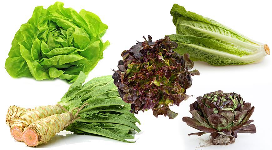 Вырастить салат зимой на подоконнике? Легко! | Полезно (bigtrack59.ru)