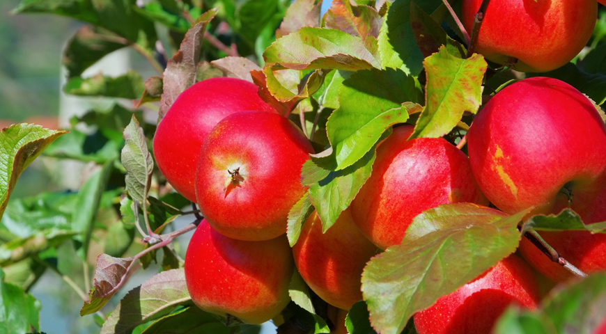 Выбираем лучшие сорта яблонь для Подмосковья: ранние, летние и зимние