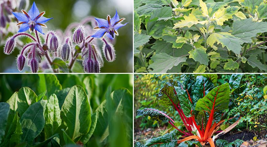 8 необычных съедобных растений со вкусными листьями