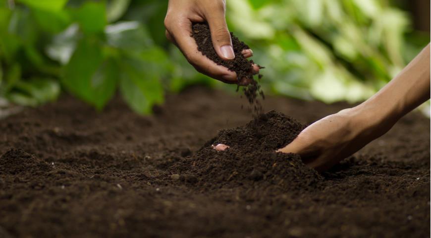 10 полезных советов, как за один год улучшить старую почву на участке и в  теплице