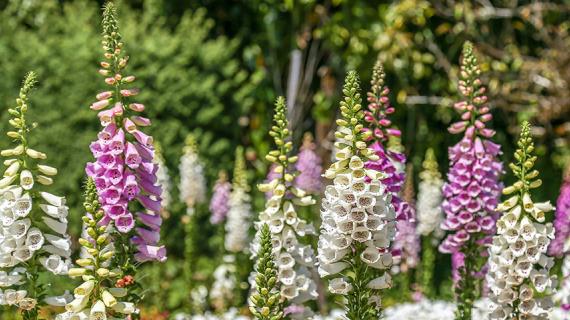 Цветочный гороскоп на 21-31 марта: ваш цветок наперстянка