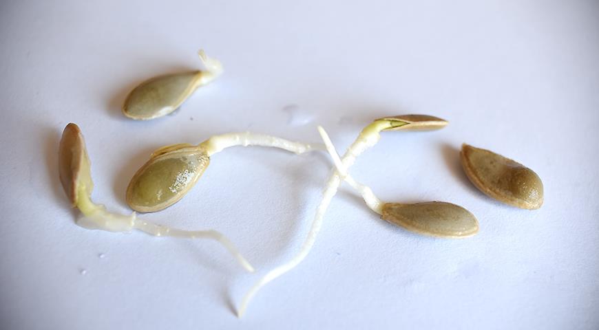 Проросли семена кабачков огородный портулак семенами