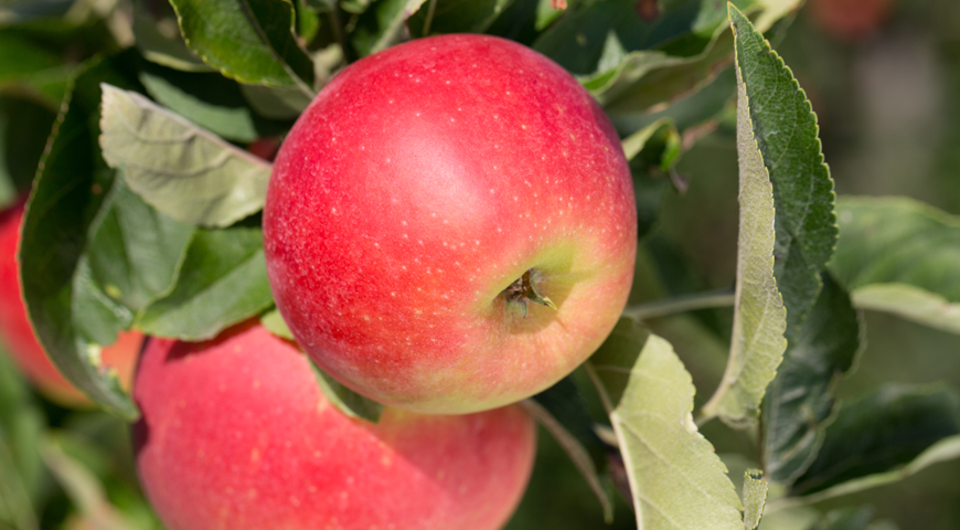 Выбираем лучшие сорта яблонь для Подмосковья: ранние, летние и зимние