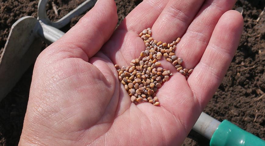 Red Radish Seeds, Seeds for Sprouting, Raphanus Sativus, in a Wooden Bowl Stock