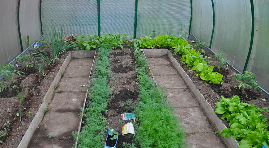 Теплица ранней весной: выращиваем на раннюю зелень лук, салат, редис и укроп