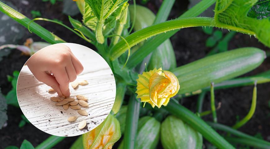 Как правильно посадить кабачки и цукини в огород весной