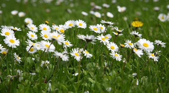 Цветочный гороскоп на 12-21 июня: ваш цветок маргаритка