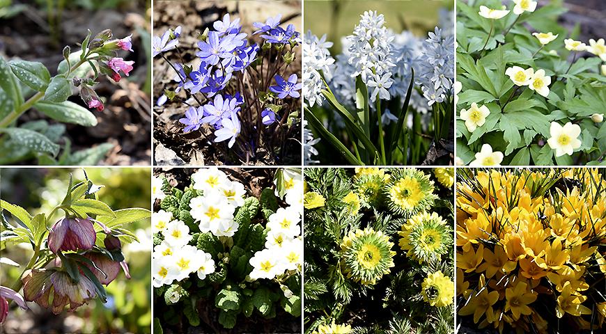 20 самых красивых весенних цветов: определитель с фото и названиями