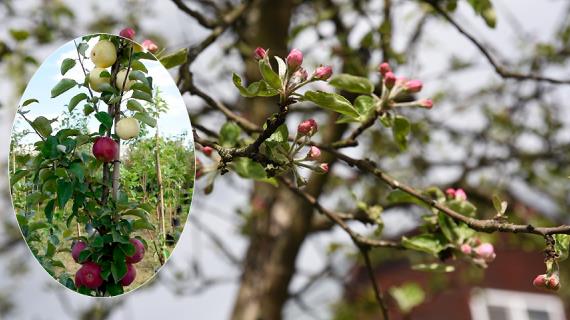 Яблони с многосортовыми прививками: как вырастить чудо-дерево