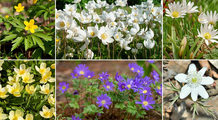 7 весеннецветущих видов анемон для посадки в цветники