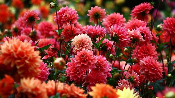 Цветочный гороскоп на 21-30 апреля: ваш цветок георгина