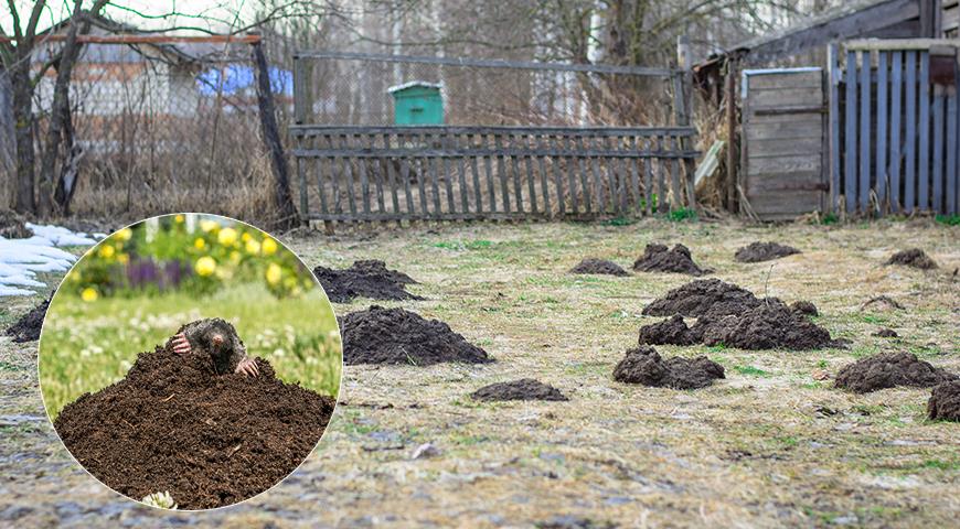 Внимание, КРОТЫ! Народные и профессиональные способы борьбы с вредными пушистиками