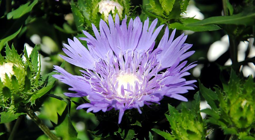Хотите удивить соседей необычным цветком - посадите стокезию!