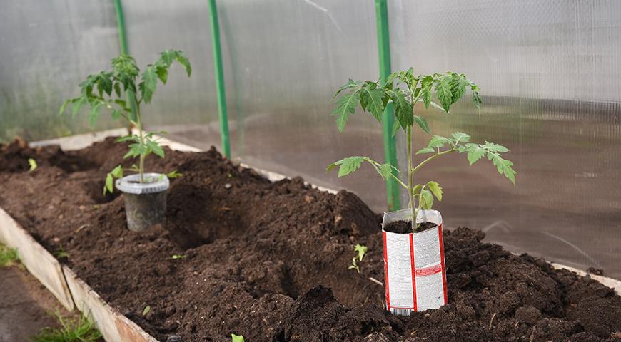 Как правильно высадить рассаду томатов