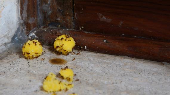 Как с помощью борной кислоты прогнать садовых муравьев навсегда: топ-5 рецептов приманок