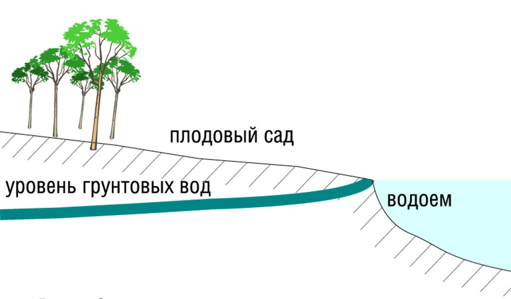 схема посадки саженцев