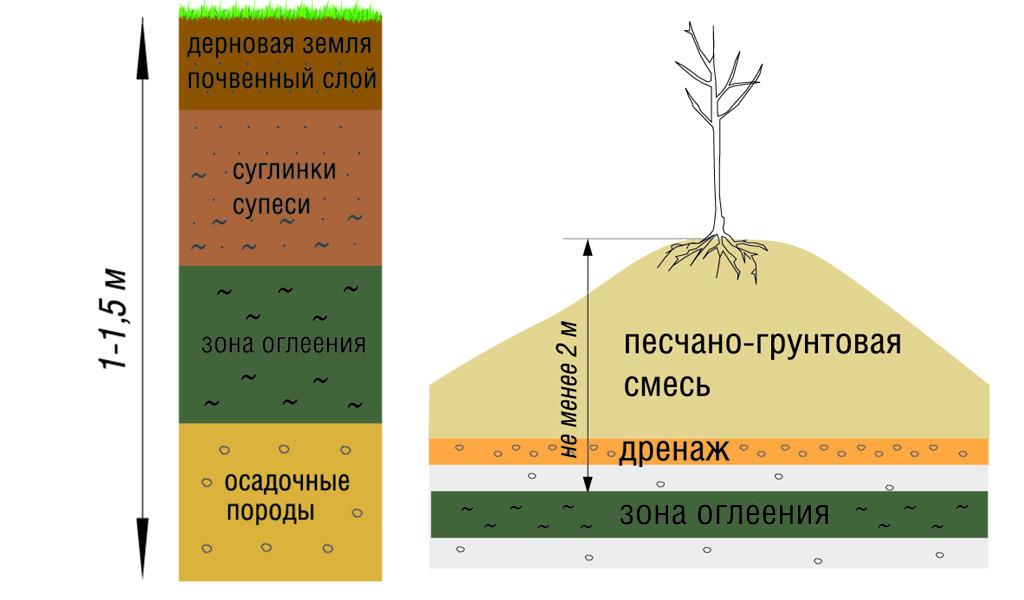 посадка яблони