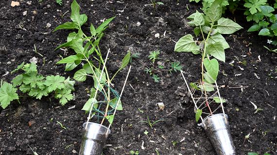 Пора сажать! На улице +30 градусов жары!