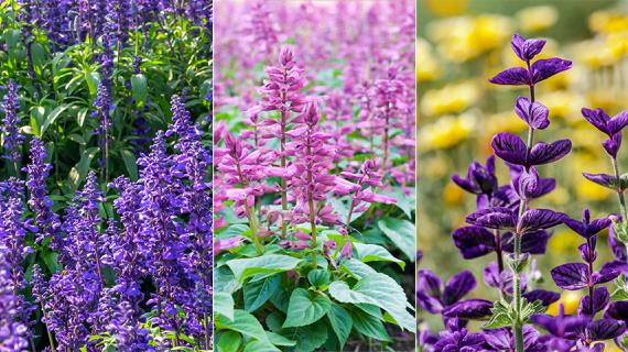 Сальвии - красивоцветщие летники для цветников и кашпо