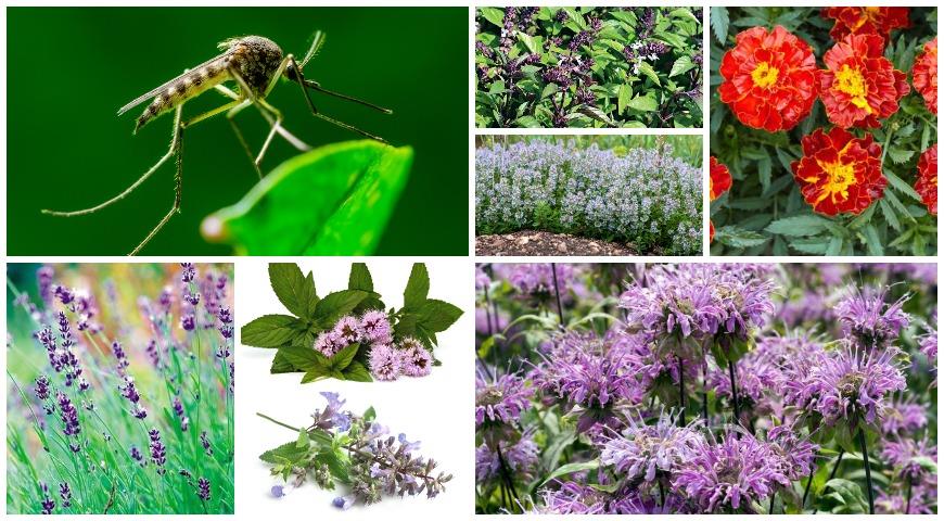 растения репелленты против комаров