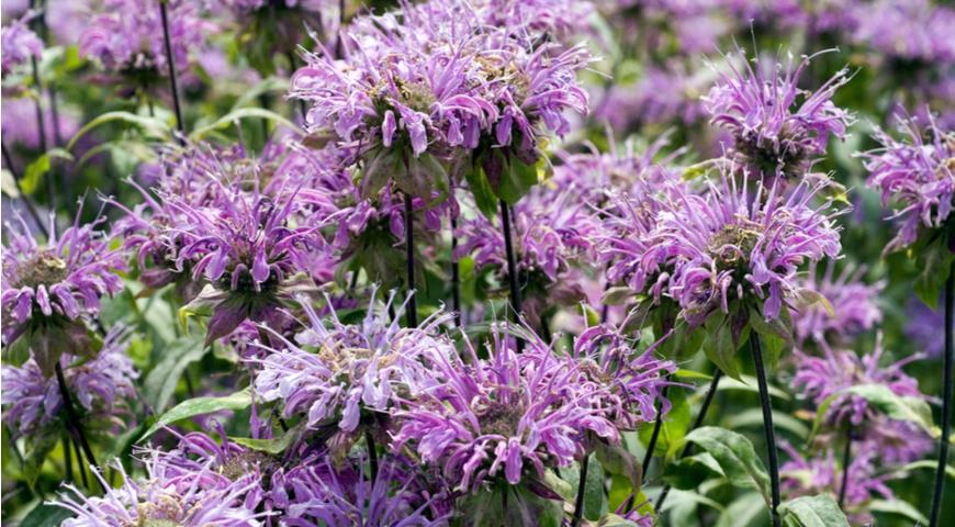 monarda fisionable