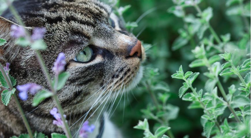 menta gato